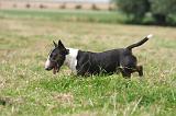 BULL TERRIER MINIATURE 077